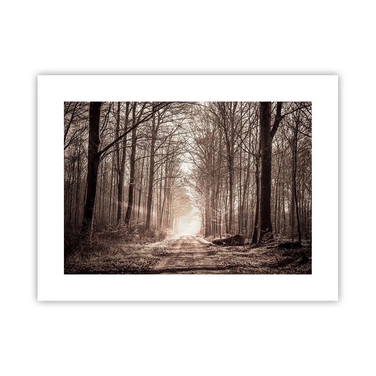 Plakát - Lesní katedrála - 40x30 cm