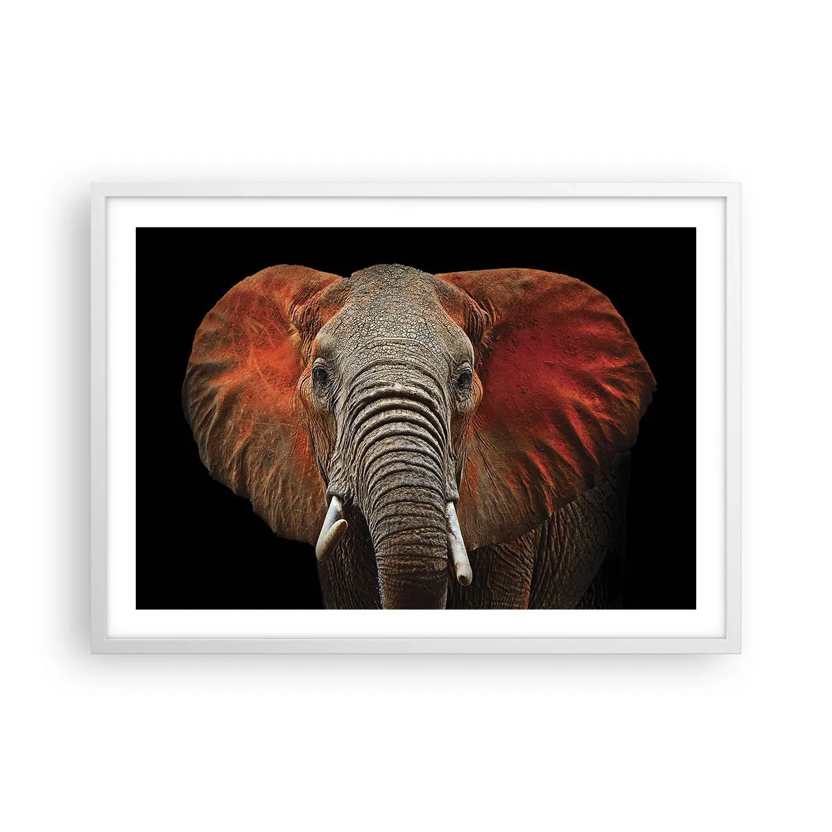 Plakát v bílém rámu - Jsem divoký, a ty? - 70x50 cm