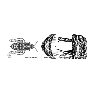 Vzor Fototapety Samolepicí Deluxe Sticker - Z hmyzí planety - Vosa, Hmyz, Minimalistický - 100x30 cm