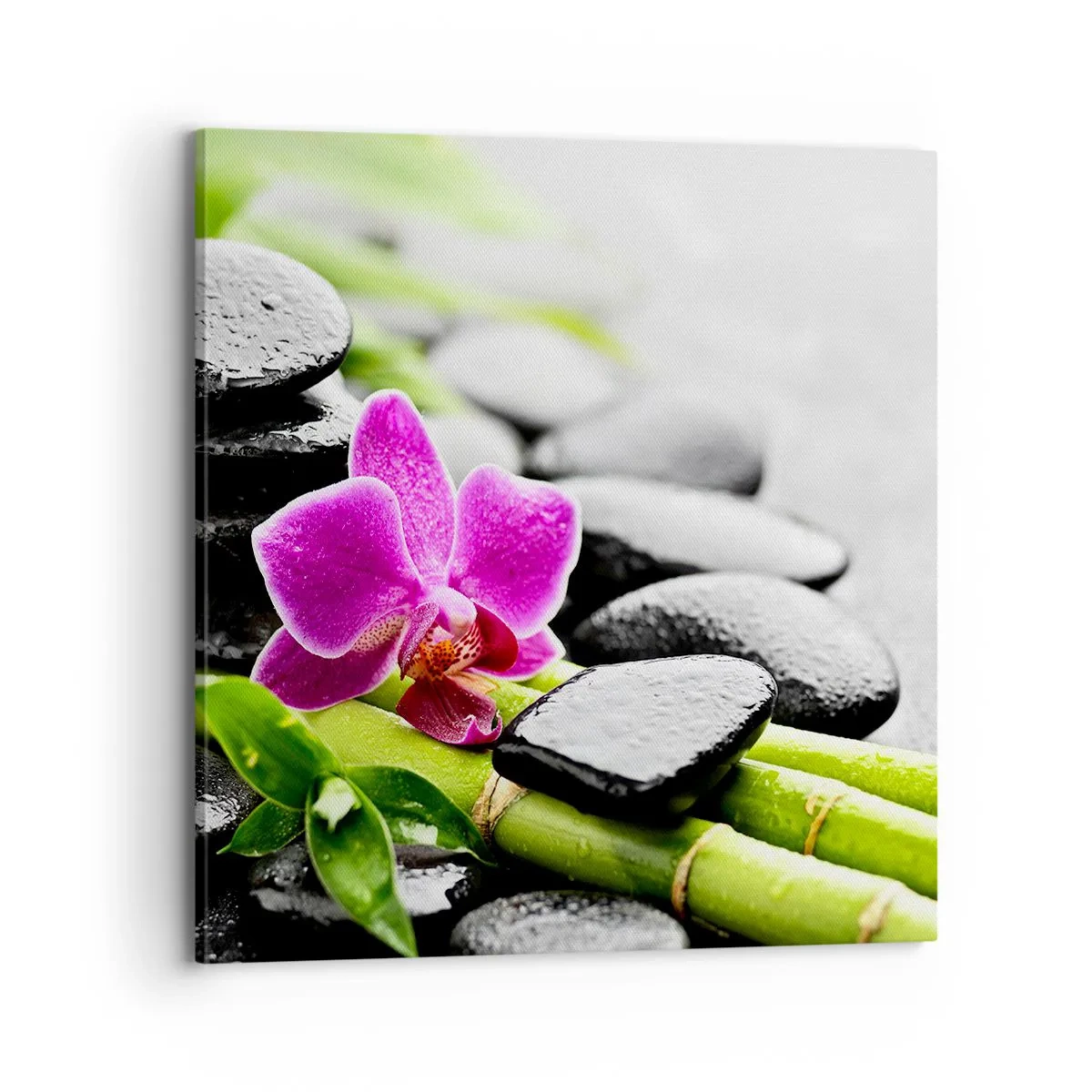 Obraz na plátně - V klidné rovnováze - 70x70 cm