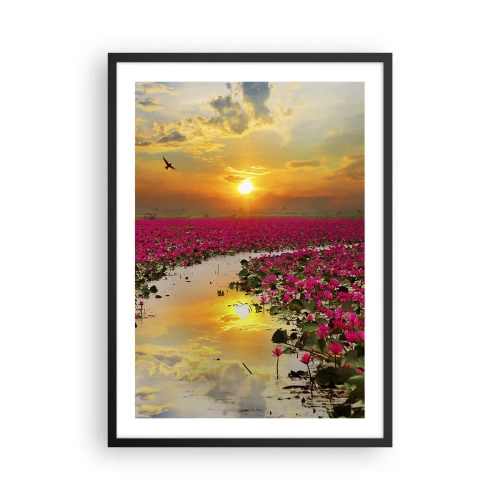Plakát v černém rámu - Pole růžových leknínů při západu slunce - 50x70cm - Tajemný život jezera - Moderní nástěnná dekorace do obývacího pokoje a ložnice ARTTOR