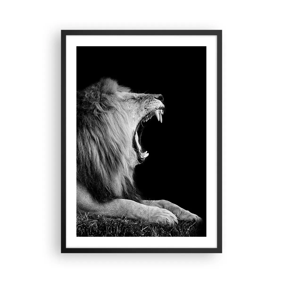 Plakát v černém rámu - Řvoucí lev v černobílém provedení - 50x70cm - Bez nejmenších pochyb - Moderní nástěnná dekorace do obývacího pokoje a ložnice ARTTOR