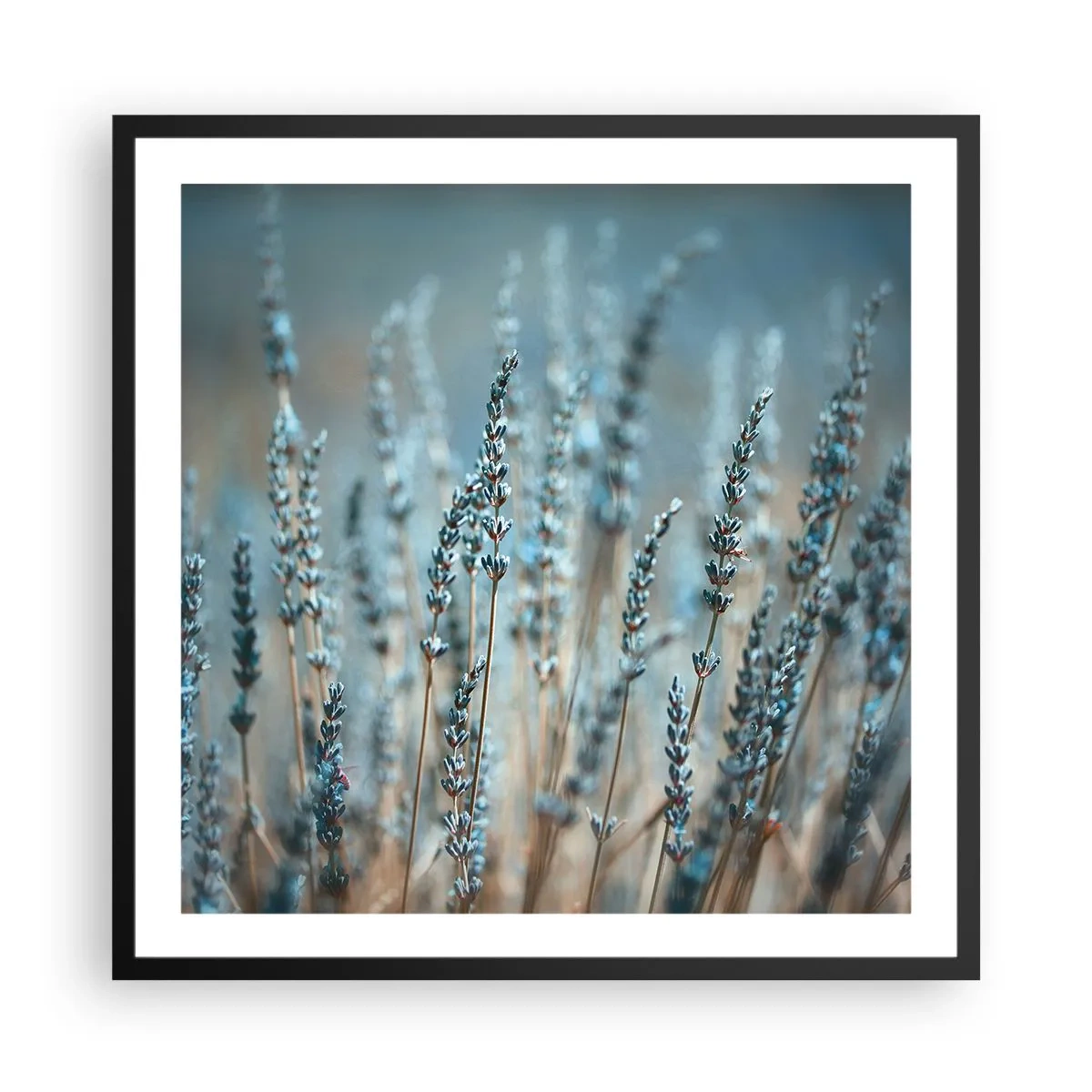 Plakát v černém rámu - Voňavý lán - 60x60 cm