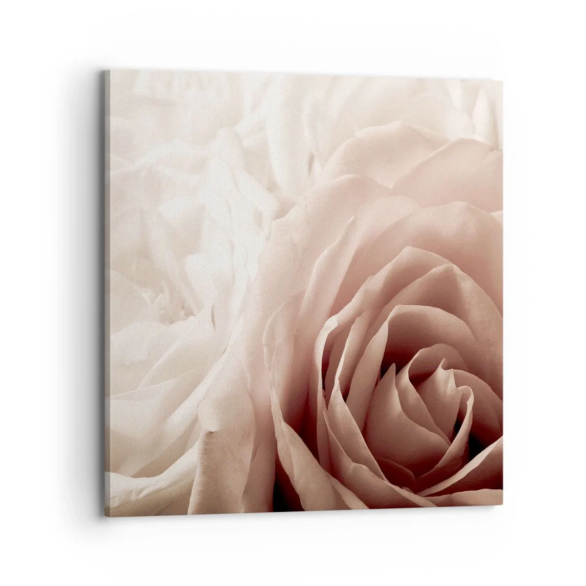 Obraz na plátně - V srdci růže - 70x70 cm
