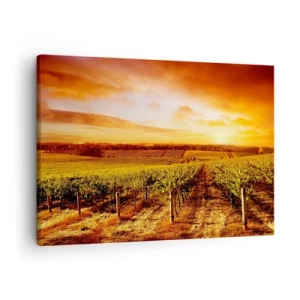 Obraz na plátně - Vinice při západu slunce s teplými tóny oblohy - 70x50cm - Jemně ovocné s tónem slunce - Moderní nástěnná dekorace do obývacího pokoje a ložnice ARTTOR