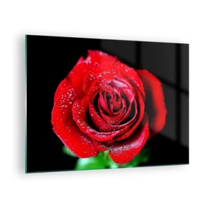 Obraz na skle - Červená růže pokrytá kapkami rosy na tmavém pozadí - 70x50cm - To je právě láska - Moderní nástěnná dekorace do obývacího pokoje a ložnice ARTTOR