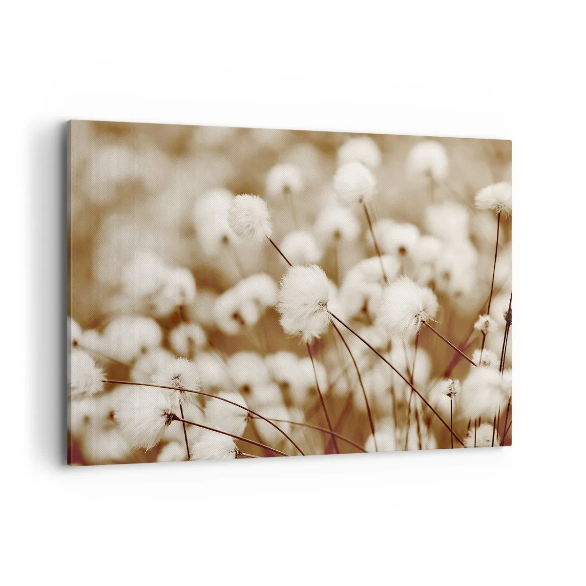 Obraz na plátně - Chlupatý lán - 100x70 cm
