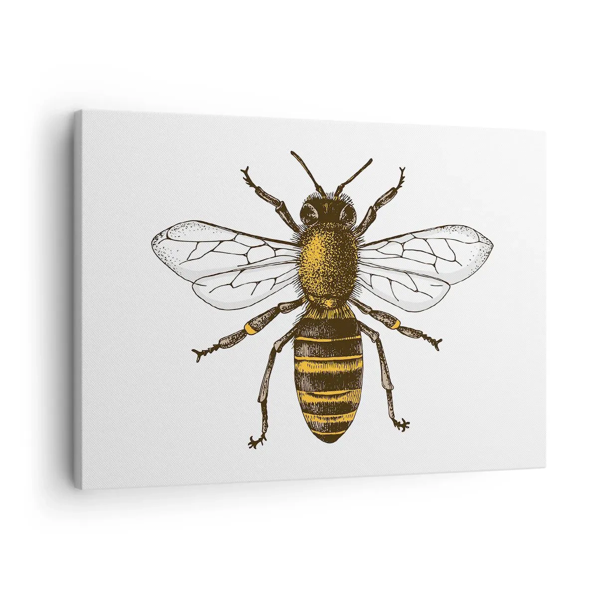 Obraz na plátně - Detailní ilustrace včely na bílém pozadí - 70x50cm - Krásná a dobrá - Moderní nástěnná dekorace do obývacího pokoje a ložnice ARTTOR