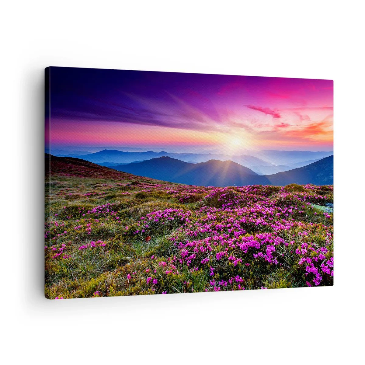 Obraz na plátně - Horská louka s květinami při západu slunce - 70x50cm - Zavoněly svěží pupeny bylinek z obilných polí - Moderní nástěnná dekorace do obývacího pokoje a ložnice ARTTOR
