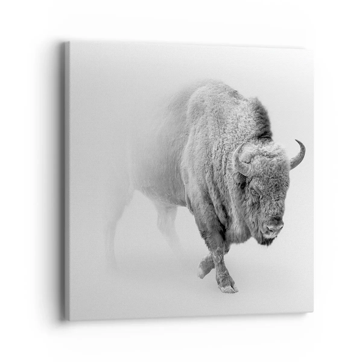 Obraz na plátně - Král prérie - 40x40 cm