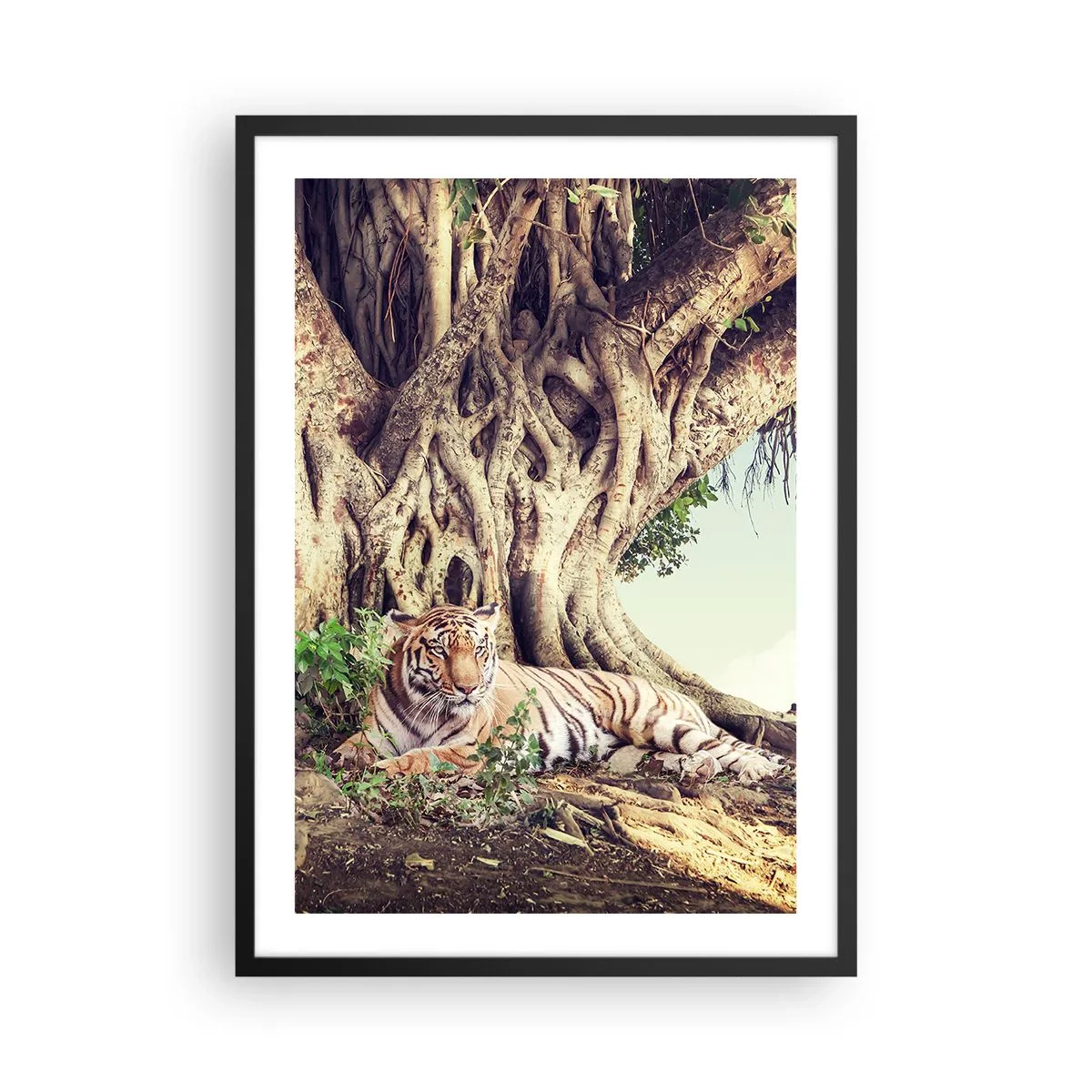 Plakát v černém rámu - Tygr odpočívající pod obrovským stromem se zamotanými kořeny. - 50x70cm - Pohled z knihy Mojžíšovy - Moderní nástěnná dekorace do obývacího pokoje a ložnice ARTTOR