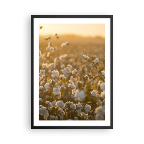 Plakát v černém rámu - Bavlníkové pole v teplém světle zapadajícího slunce - 50x70cm - Chlupaté pole - Moderní nástěnná dekorace do obývacího pokoje a ložnice ARTTOR