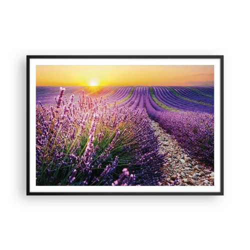 Plakát v černém rámu - Voňavý lán - 100x70 cm