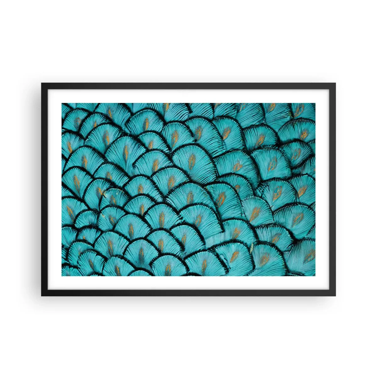 Plakát v černém rámu - Velká slavnost peří - 70x50 cm