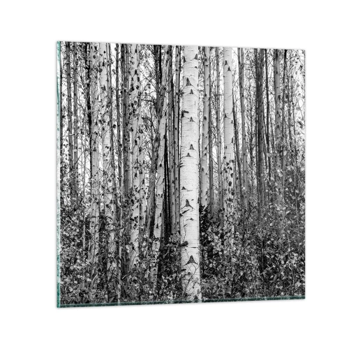 Obraz na skle - Březová kolonáda - 30x30 cm