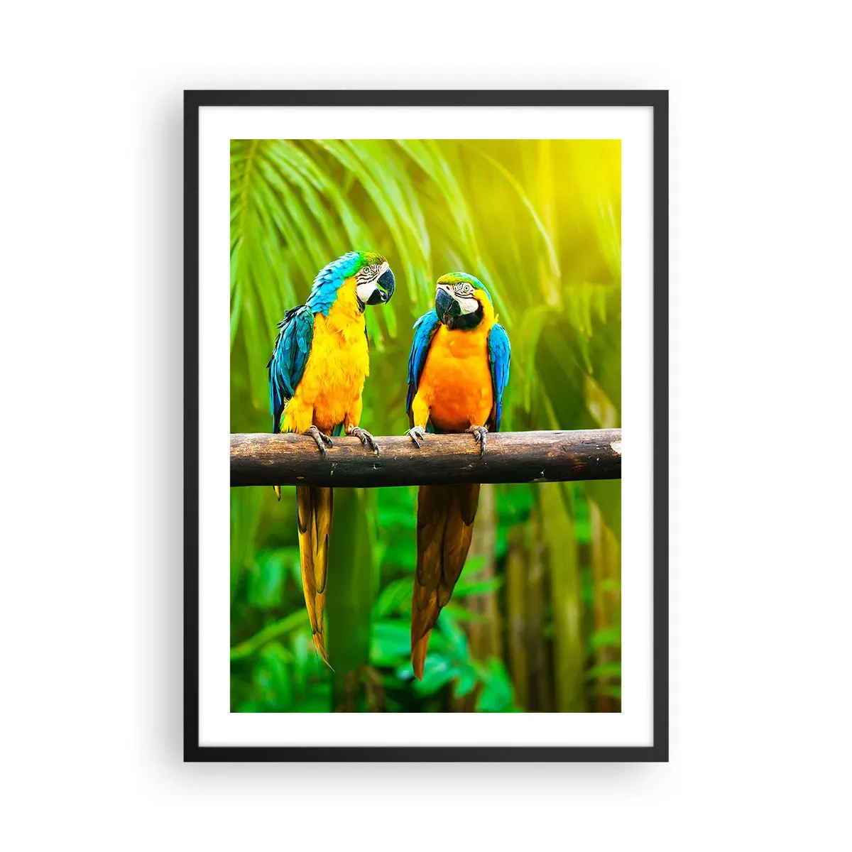 Plakát v černém rámu - Zářivě zbarvení papoušci v tropickém prostředí - 50x70cm - Slyšela jsi, že ona…? - Moderní nástěnná dekorace do obývacího pokoje a ložnice ARTTOR