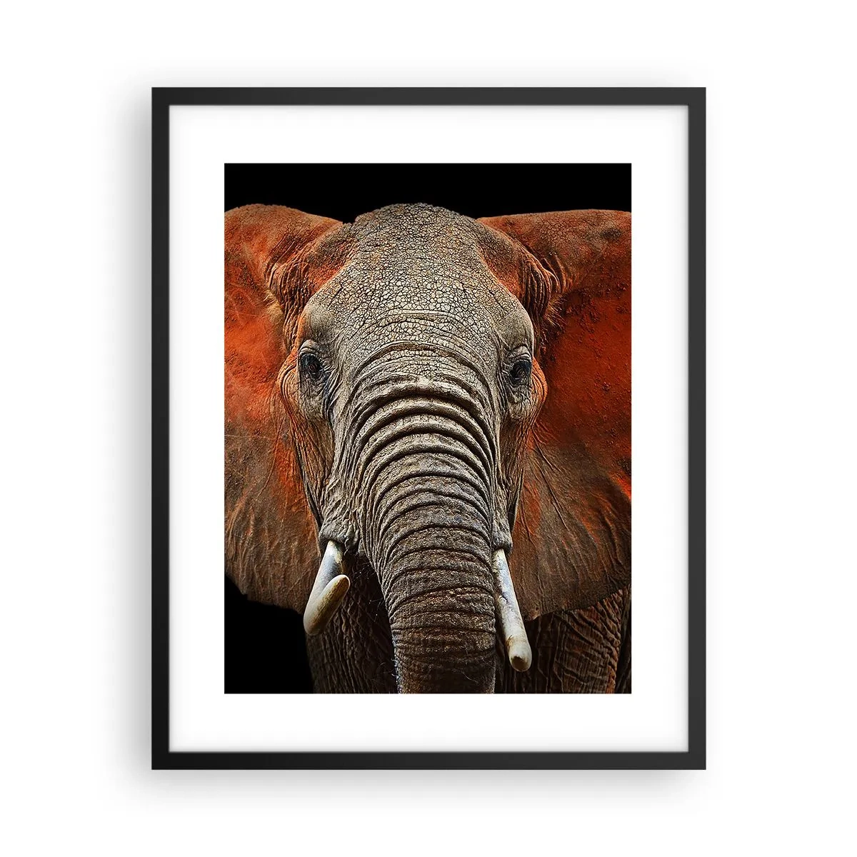 Plakát v černém rámu - Jsem divoký, a ty? - 40x50 cm