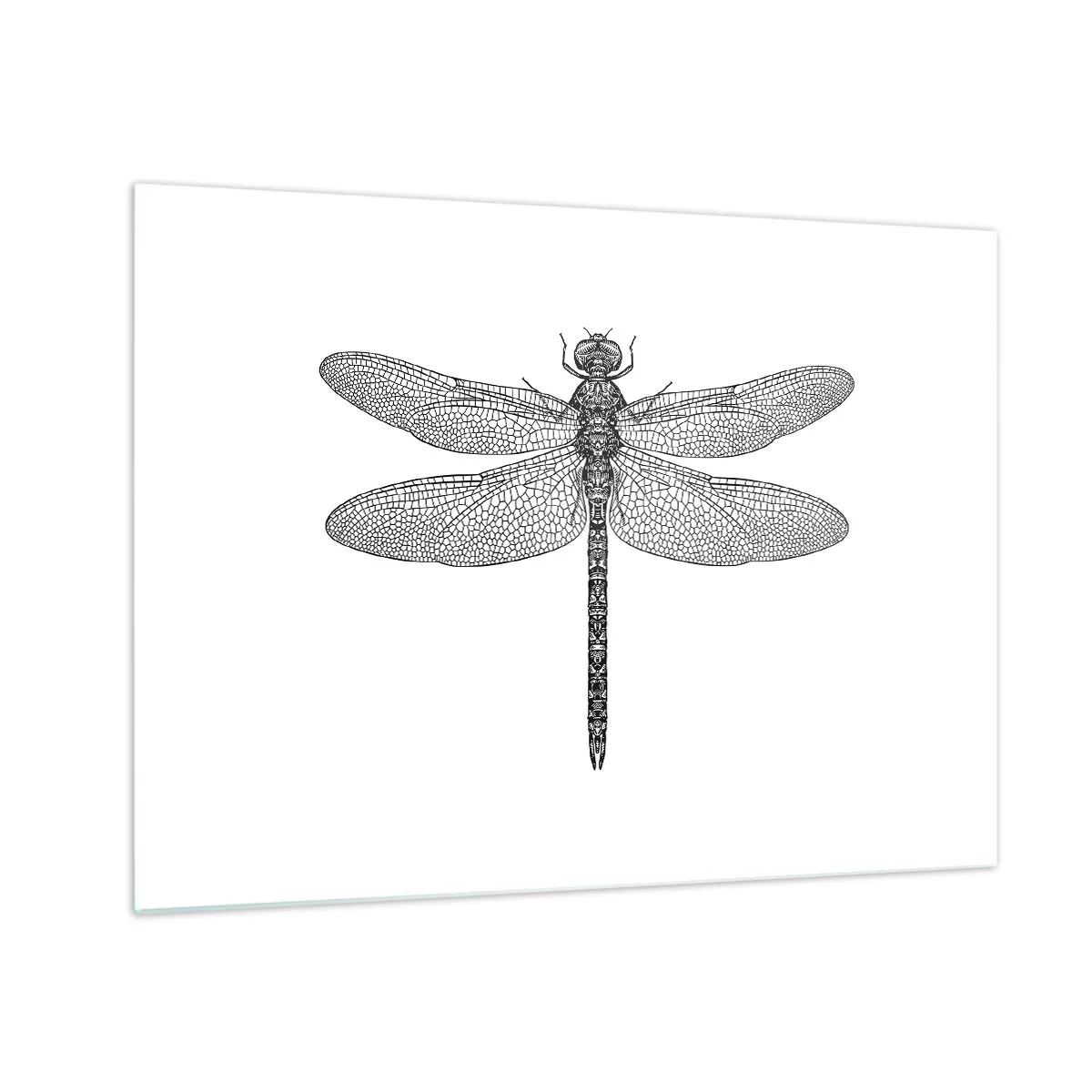 Obraz na skle - Detailní ilustrace vážky v rytém stylu na bílém pozadí - 70x50cm - Přesnost přírody - Moderní nástěnná dekorace do obývacího pokoje a ložnice ARTTOR