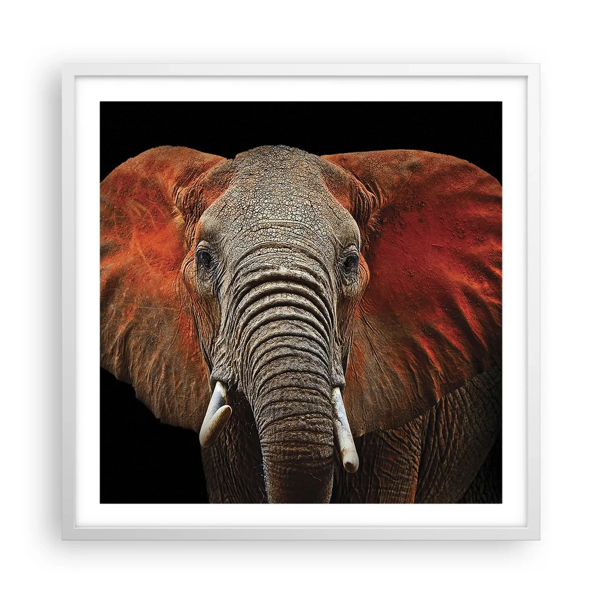 Plakát v bílém rámu - Jsem divoký, a ty? - 60x60 cm