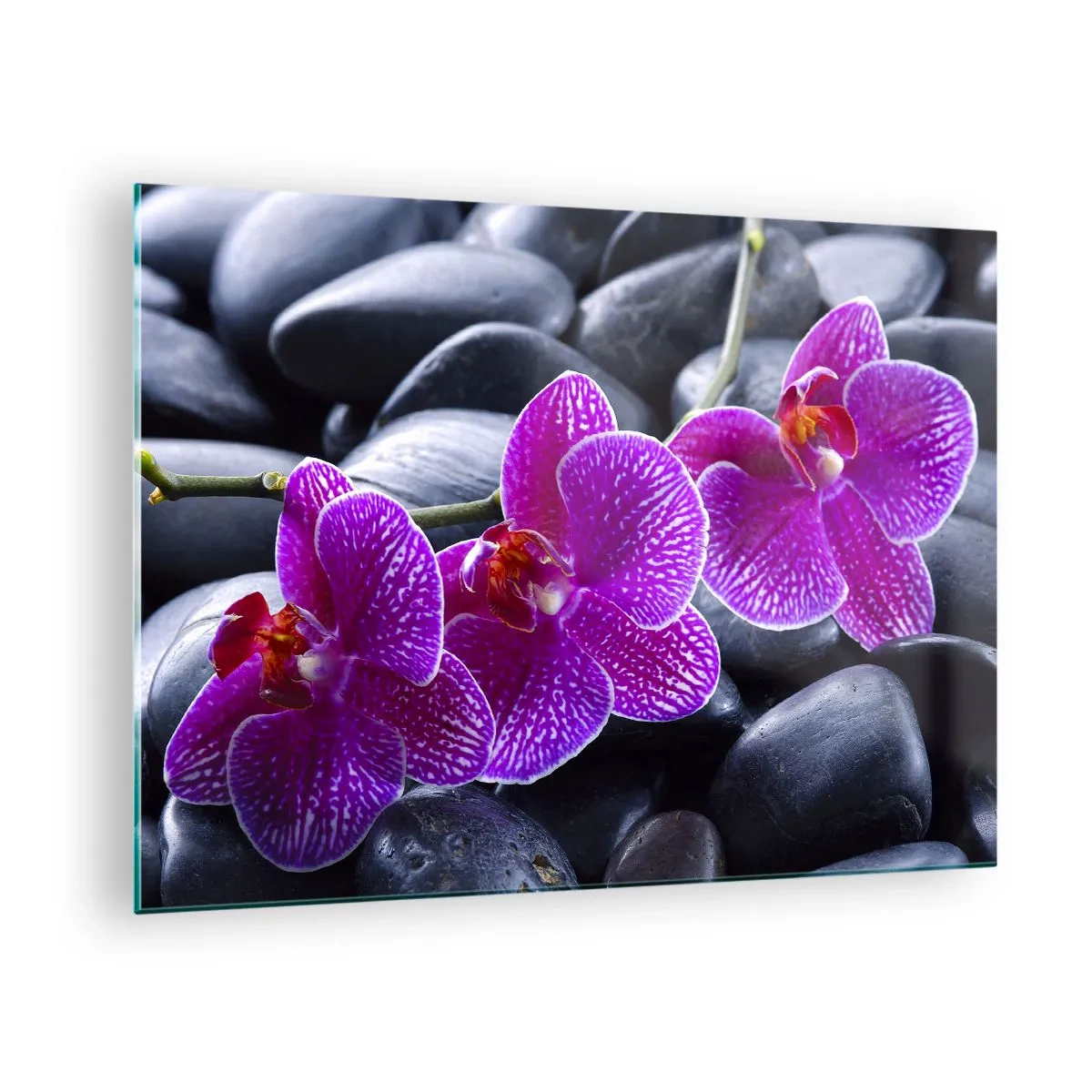 Obraz na skle - Fialové orchideje na pozadí hladkých kamenů - 70x50cm - Kameny se rozzářily nadšením - Moderní nástěnná dekorace do obývacího pokoje a ložnice ARTTOR