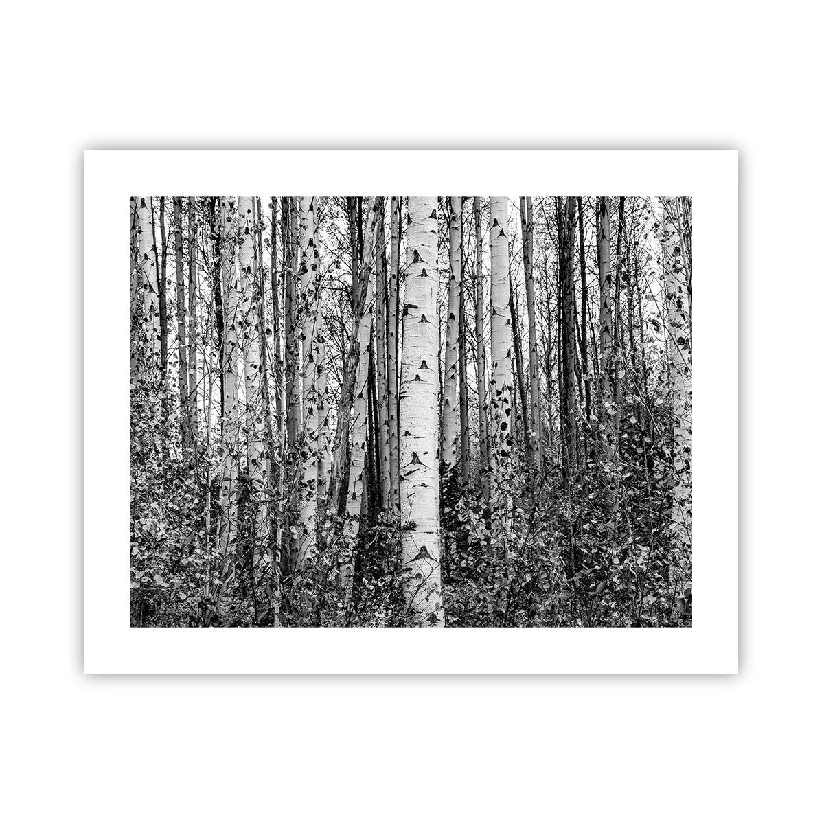 Plakát - Březová kolonáda - 50x40 cm