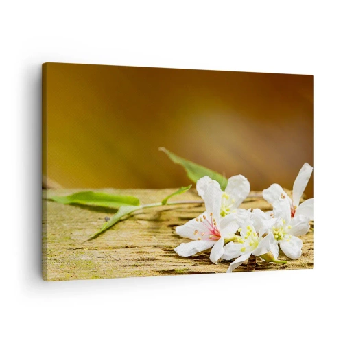 Obraz na plátně - Bílé květy na dřevěném pozadí v přirozeném světle - 70x50cm - Nevinný slib - Moderní nástěnná dekorace do obývacího pokoje a ložnice ARTTOR