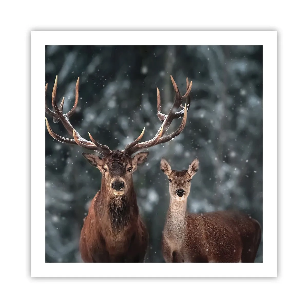 Plakát - Pán lesa se svou ženou - 60x60 cm