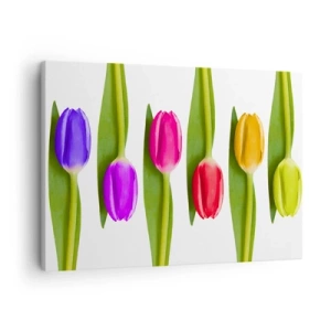 Obraz na plátně - Vícebarevné tulipány uspořádané v řadě na bílém pozadí - 70x50cm - Duhová kompozice - Moderní nástěnná dekorace do obývacího pokoje a ložnice ARTTOR