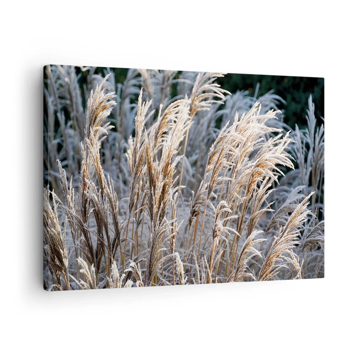 Obraz na plátně - Zimní stébla trávy pokryté mrazem na tmavě zeleném pozadí - 70x50cm - Mrazem pokryté - Moderní nástěnná dekorace do obývacího pokoje a ložnice ARTTOR