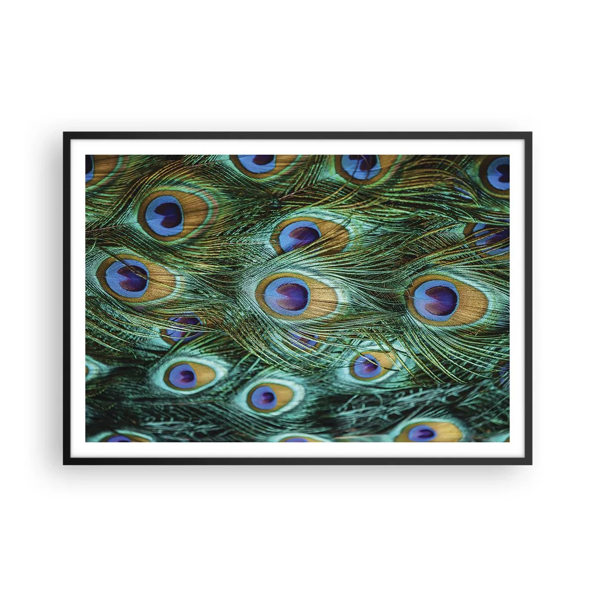 Plakát v černém rámu - Paví pohled - 100x70 cm