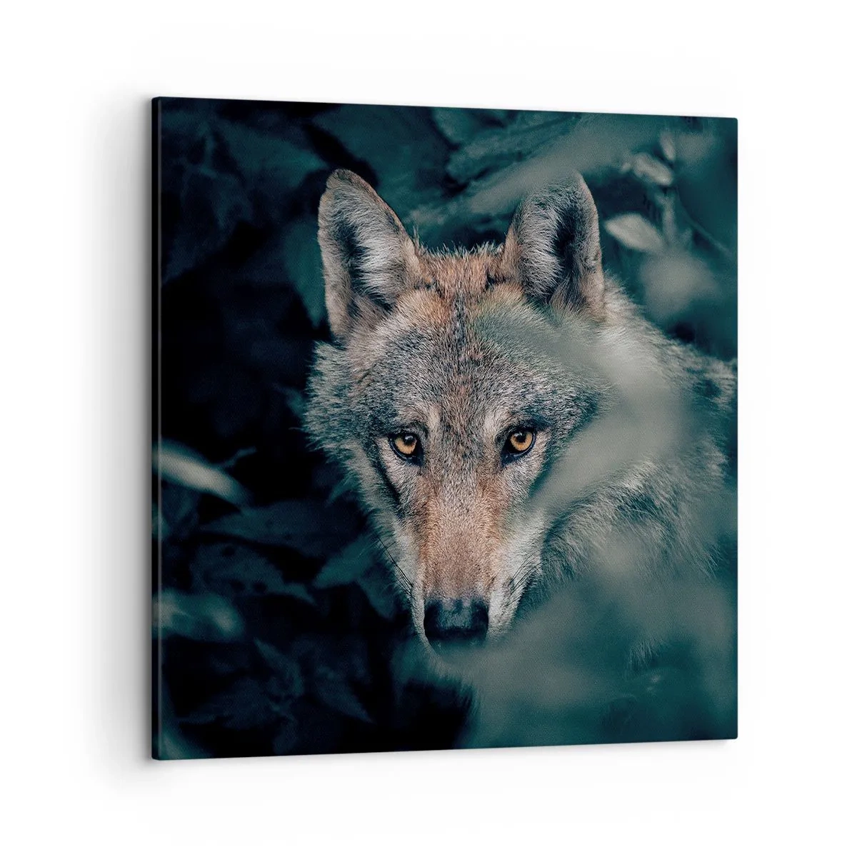 Obraz na plátně - Predátor - 50x50 cm