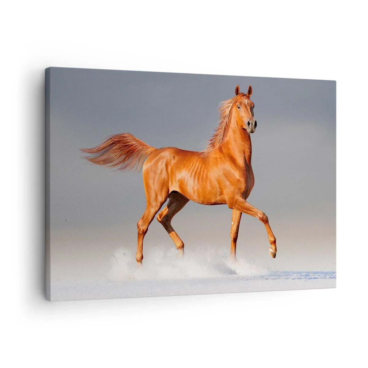 Obraz na plátně - Cválající kůň proti modré obloze - 70x50cm - Tančící elegance - Moderní nástěnná dekorace do obývacího pokoje a ložnice ARTTOR