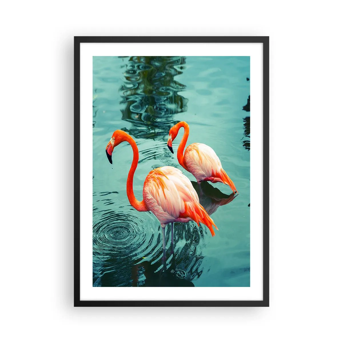 Plakát v černém rámu - Dva plameňáci na pozadí klidné vody - 50x70cm - Nyní jsme v módě - Moderní nástěnná dekorace do obývacího pokoje a ložnice ARTTOR