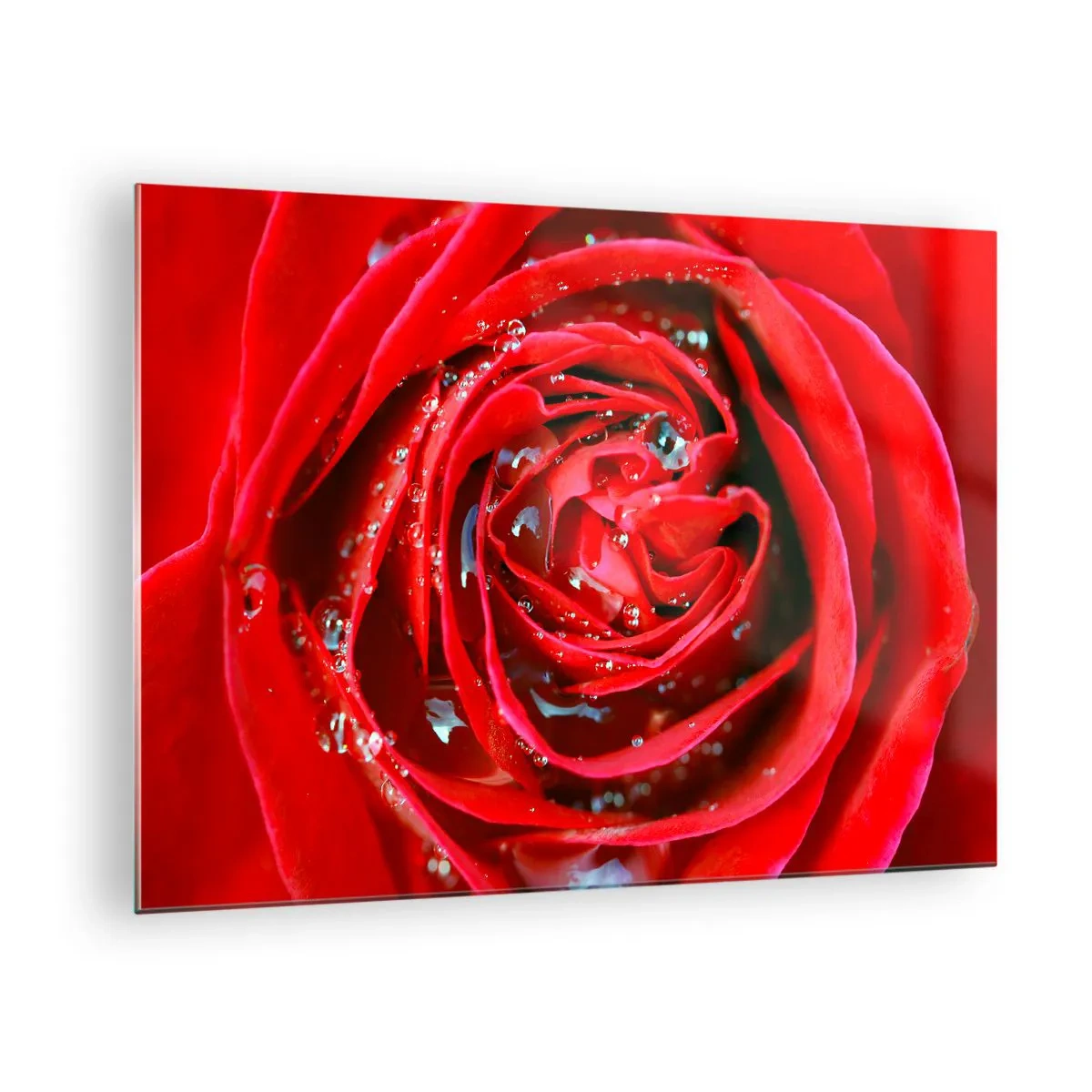 Obraz na skle - Detailní záběr na rudou růži s kapkami rosy - 70x50cm - V kapkách rosy - Moderní nástěnná dekorace do obývacího pokoje a ložnice ARTTOR