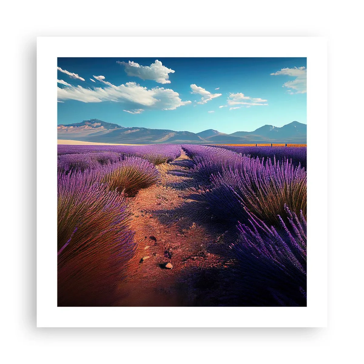 Plakát - Voňavá pole - 50x50 cm