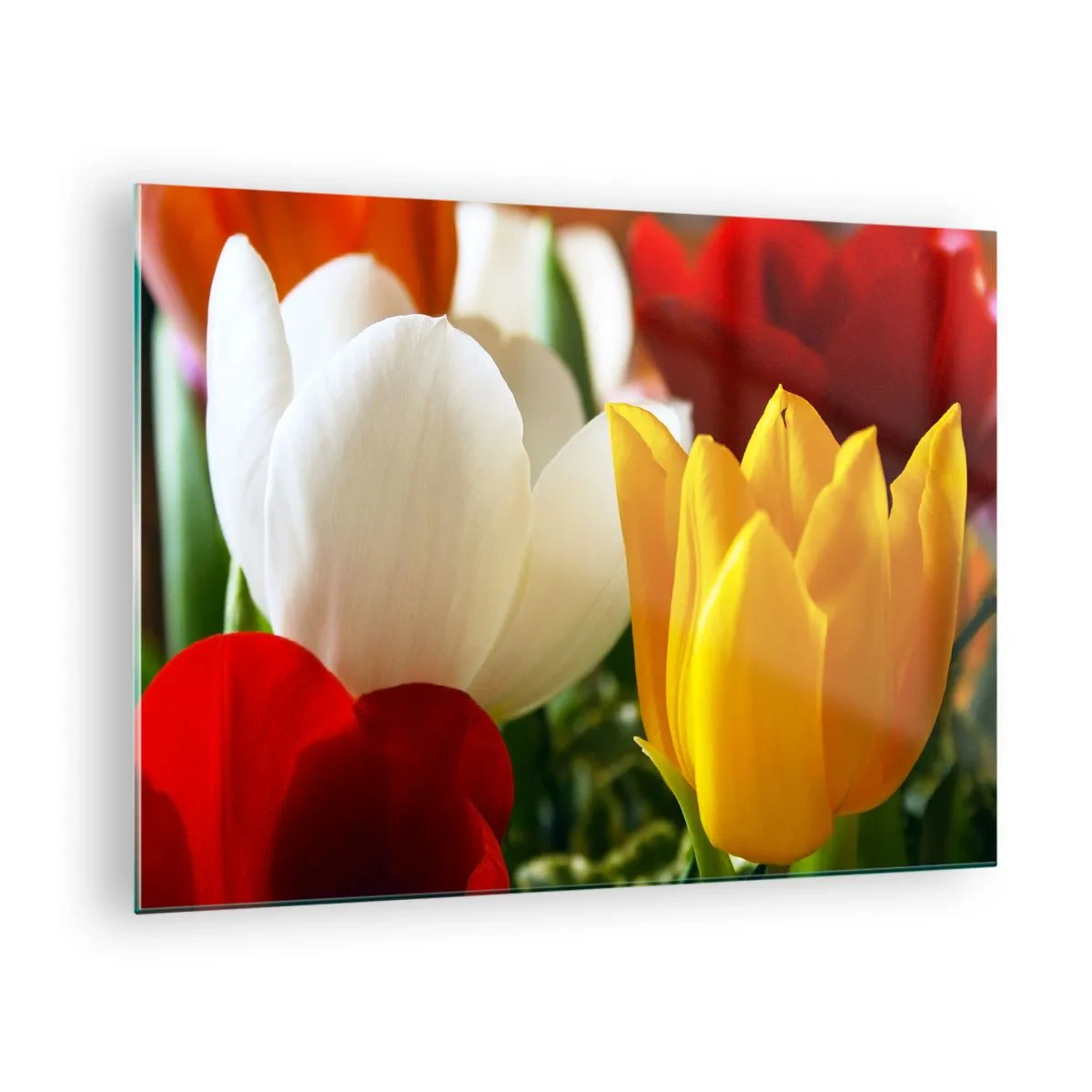 Obraz na skle - Barevné tulipány detail - 70x50cm - Tulipánová horečka - Moderní nástěnná dekorace do obývacího pokoje a ložnice ARTTOR