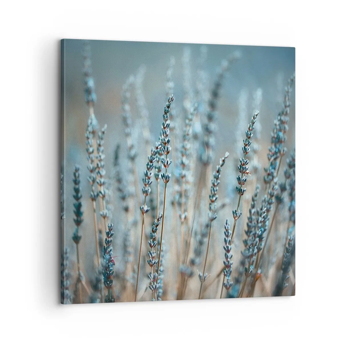 Obraz na plátně - Voňavý lán - 60x60 cm