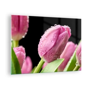 Obraz na skle - Růžové tulipány pokryté kapkami rosy na černém pozadí - 70x50cm - Liliový sen v rose - Moderní nástěnná dekorace do obývacího pokoje a ložnice ARTTOR