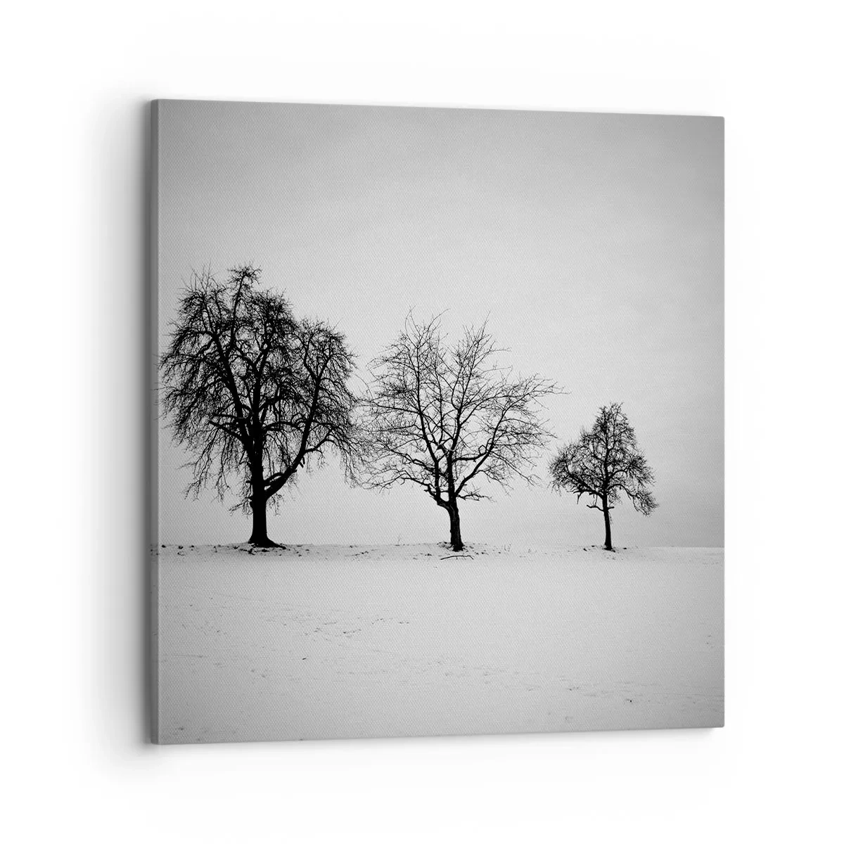 Obraz na plátně - O čem sní? - 70x70 cm