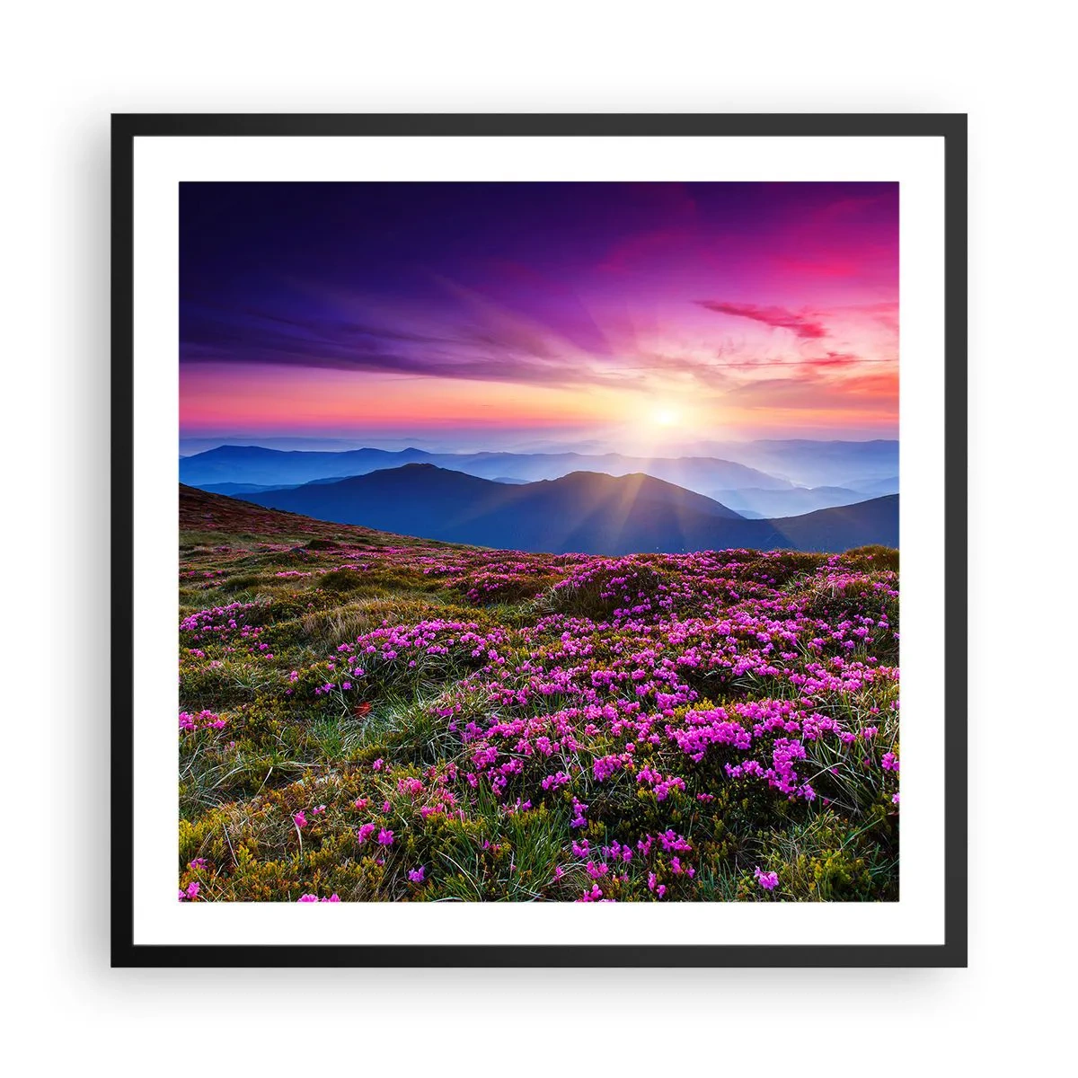 Plakát v černém rámu - Zavoněly svěží pupeny bylinek z obilných polí - 60x60 cm