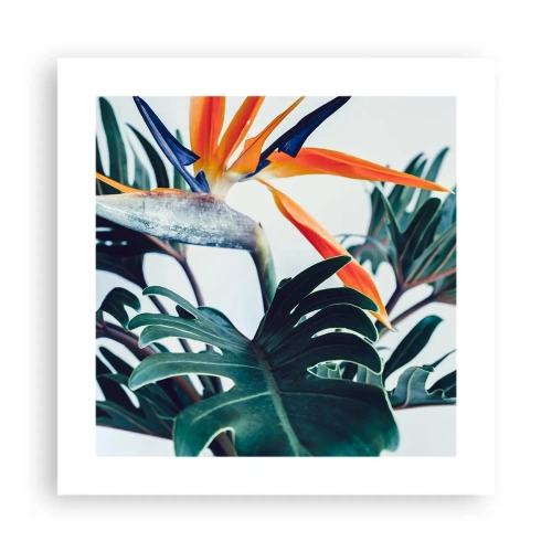 Plakát - Ptákeř - 40x40 cm