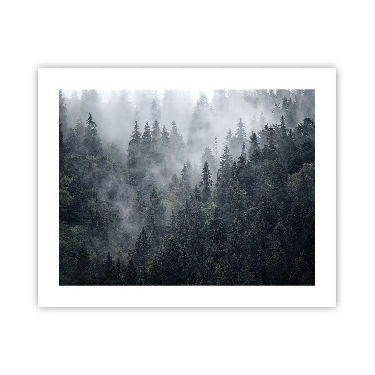 Plakát - Lesní svítání - 50x40 cm