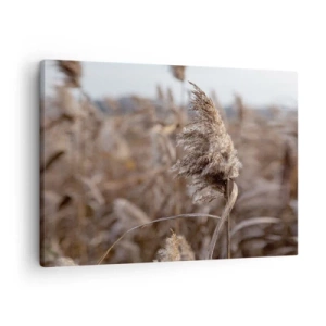 Obraz na plátně - Jemné trávy v béžových odstínech na pozadí přírody - 70x50cm - Čas odletět s větrem - Moderní nástěnná dekorace do obývacího pokoje a ložnice ARTTOR