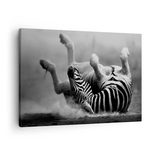 Obraz na plátně - Černá a bílá zebra se válí v písku - 70x50cm - Je to k popukání - Moderní nástěnná dekorace do obývacího pokoje a ložnice ARTTOR