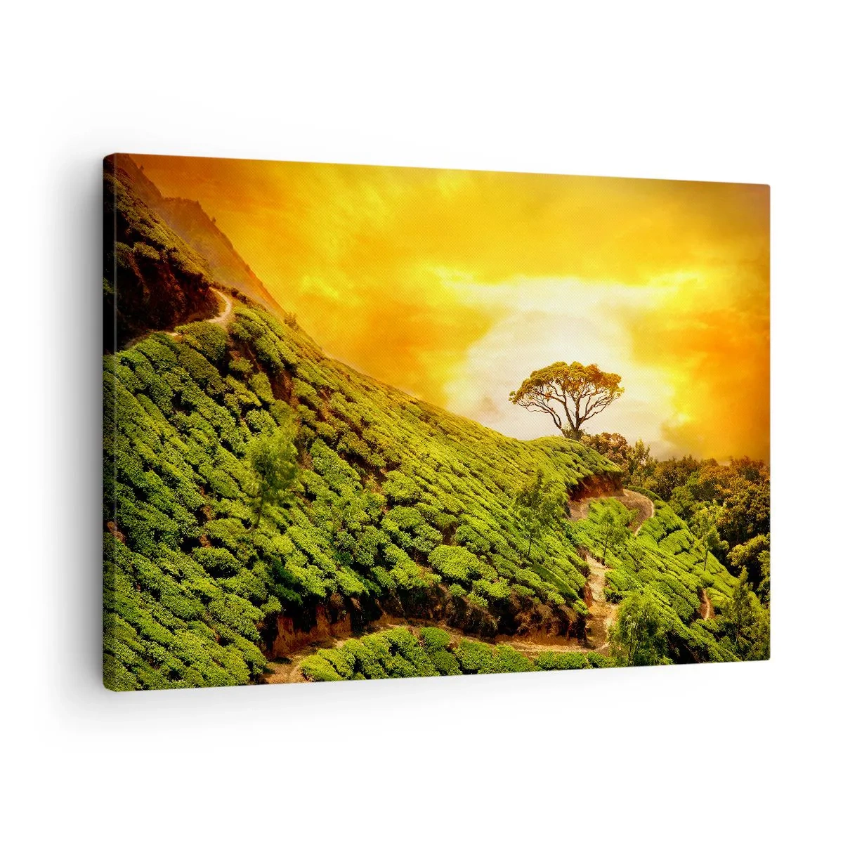 Obraz na plátně - Zelené kopce čajových plantáží při západu slunce - 70x50cm - Klikatou stezkou, zeleným úbočím - Moderní nástěnná dekorace do obývacího pokoje a ložnice ARTTOR