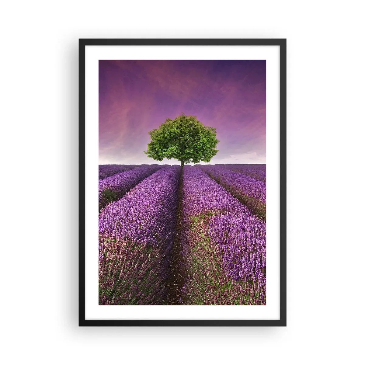 Plakát v černém rámu - Levandulové pole s osamělým stromem proti fialové obloze - 50x70cm - Na levandulových polích - Moderní nástěnná dekorace do obývacího pokoje a ložnice ARTTOR