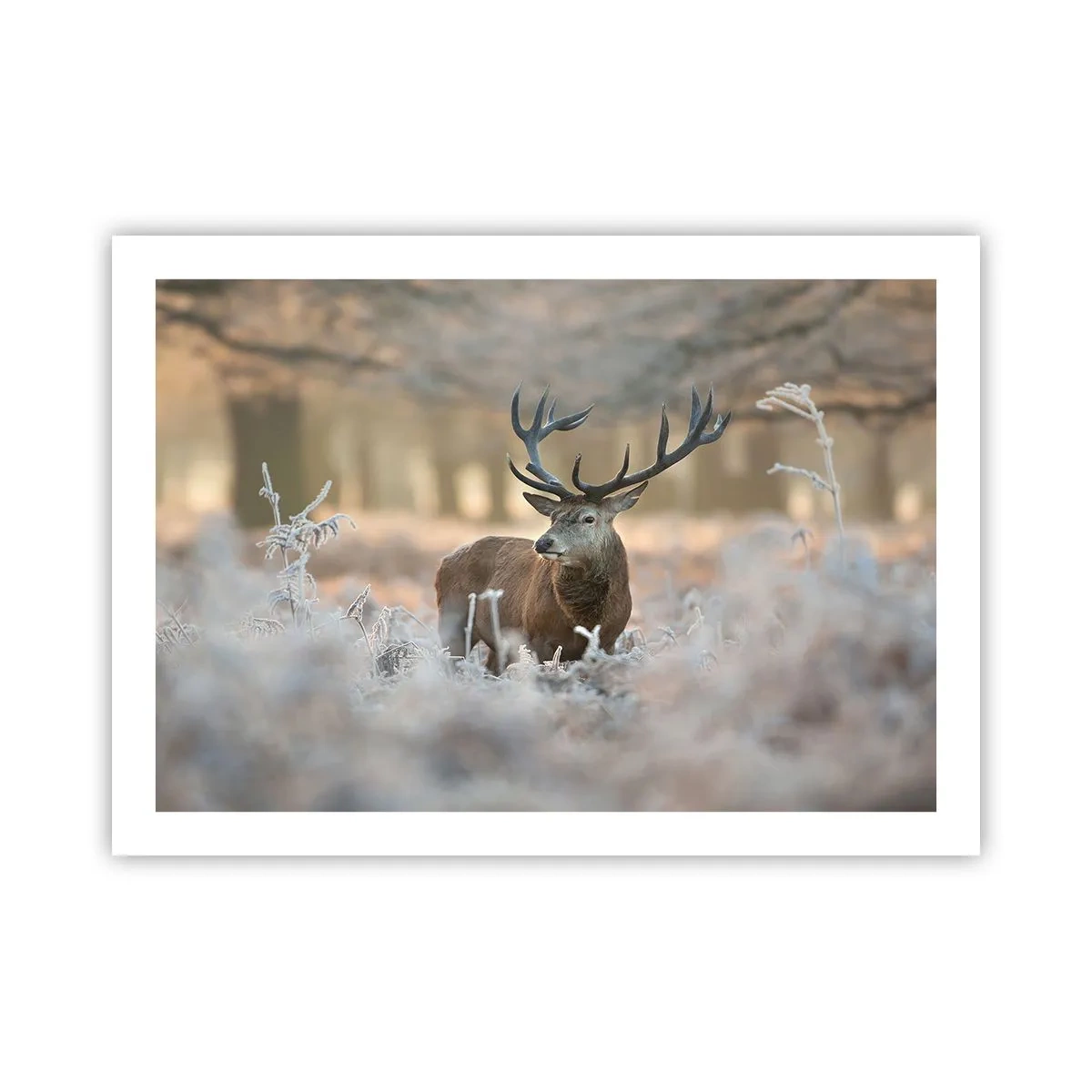 Plakát - Svěží ráno - 70x50 cm