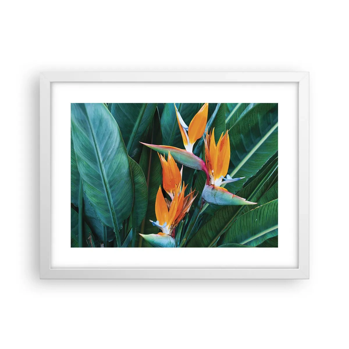 Plakát v bílém rámu - Je to květina, nebo pták? - 40x30 cm