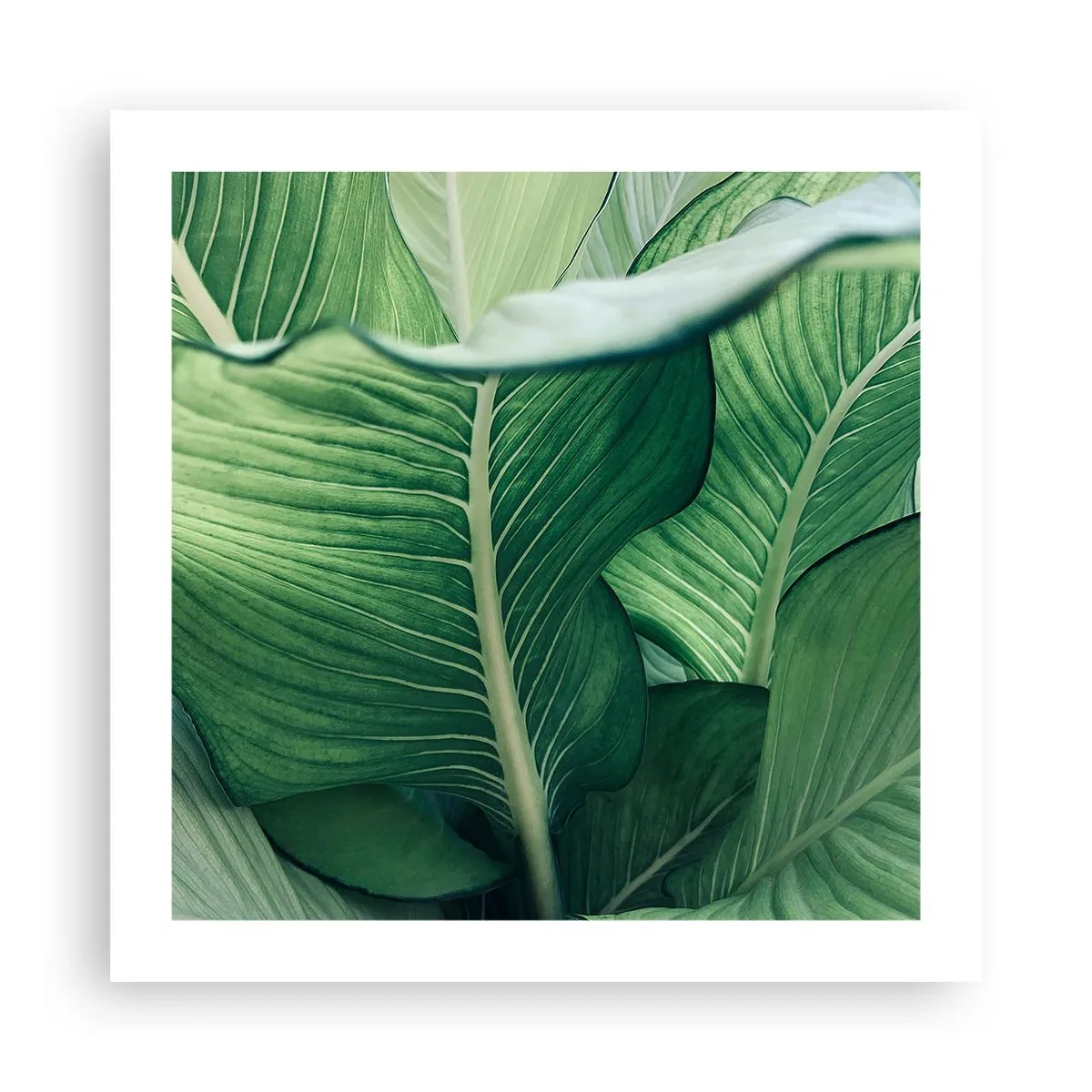 Plakát - Intenzivně zelený život - 50x50 cm