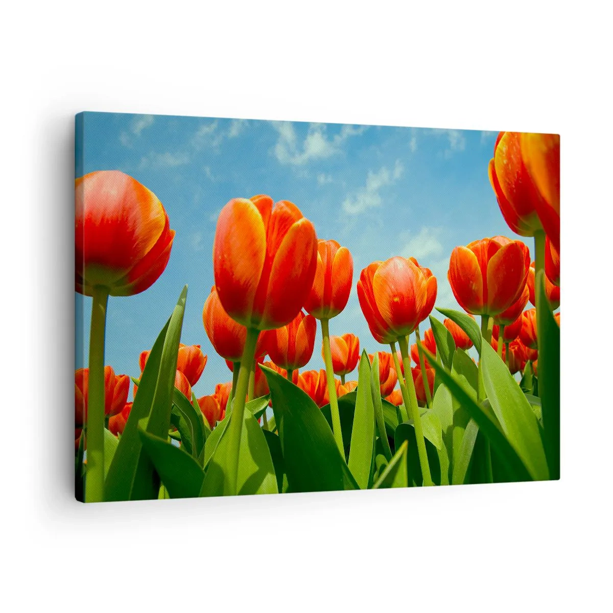 Obraz na plátně - Pole červených a oranžových tulipánů proti modré obloze - 70x50cm - Kromě blankytného nebe nic v životě nepotřebují - Moderní nástěnná dekorace do obývacího pokoje a ložnice ARTTOR